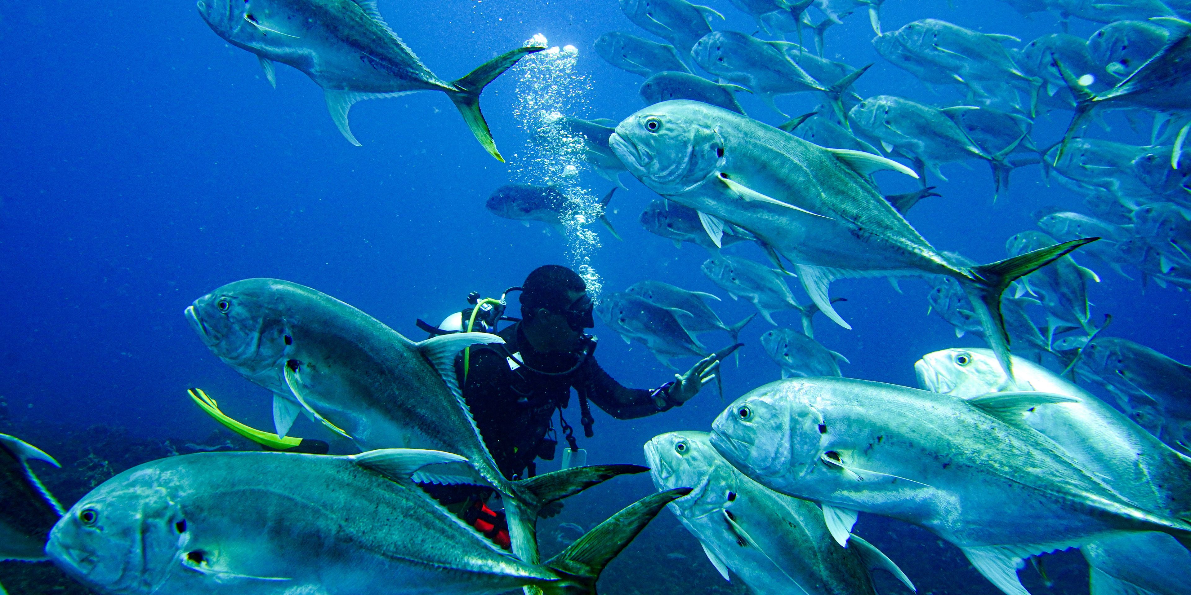 natucate-panama-volunteering-drive-fish