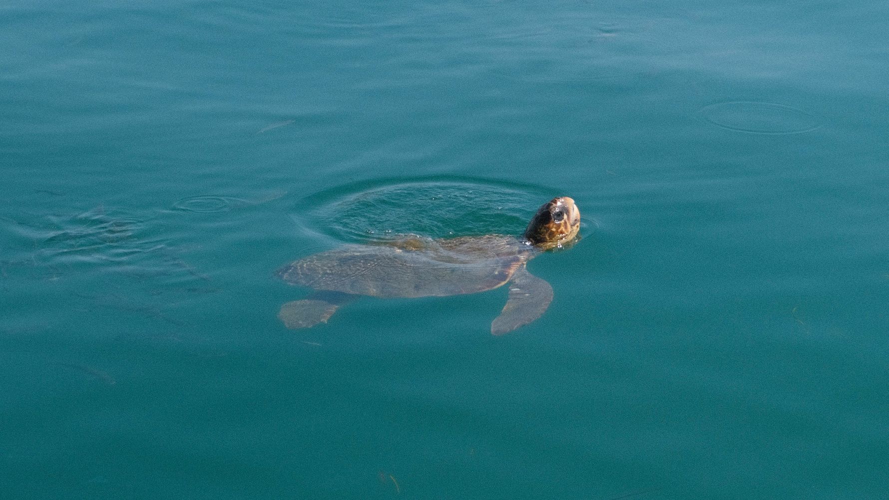 Kefalonia provides habitat for sea turtles