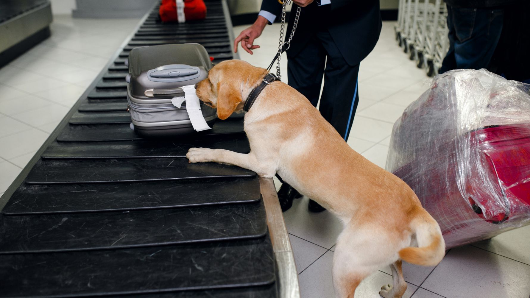 blog-dogs-heroes-conservation-spuehrhund-koffer-kontrolle-natucate