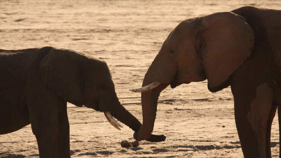 unterschied-asiatischer-afrikanischer-elefanten