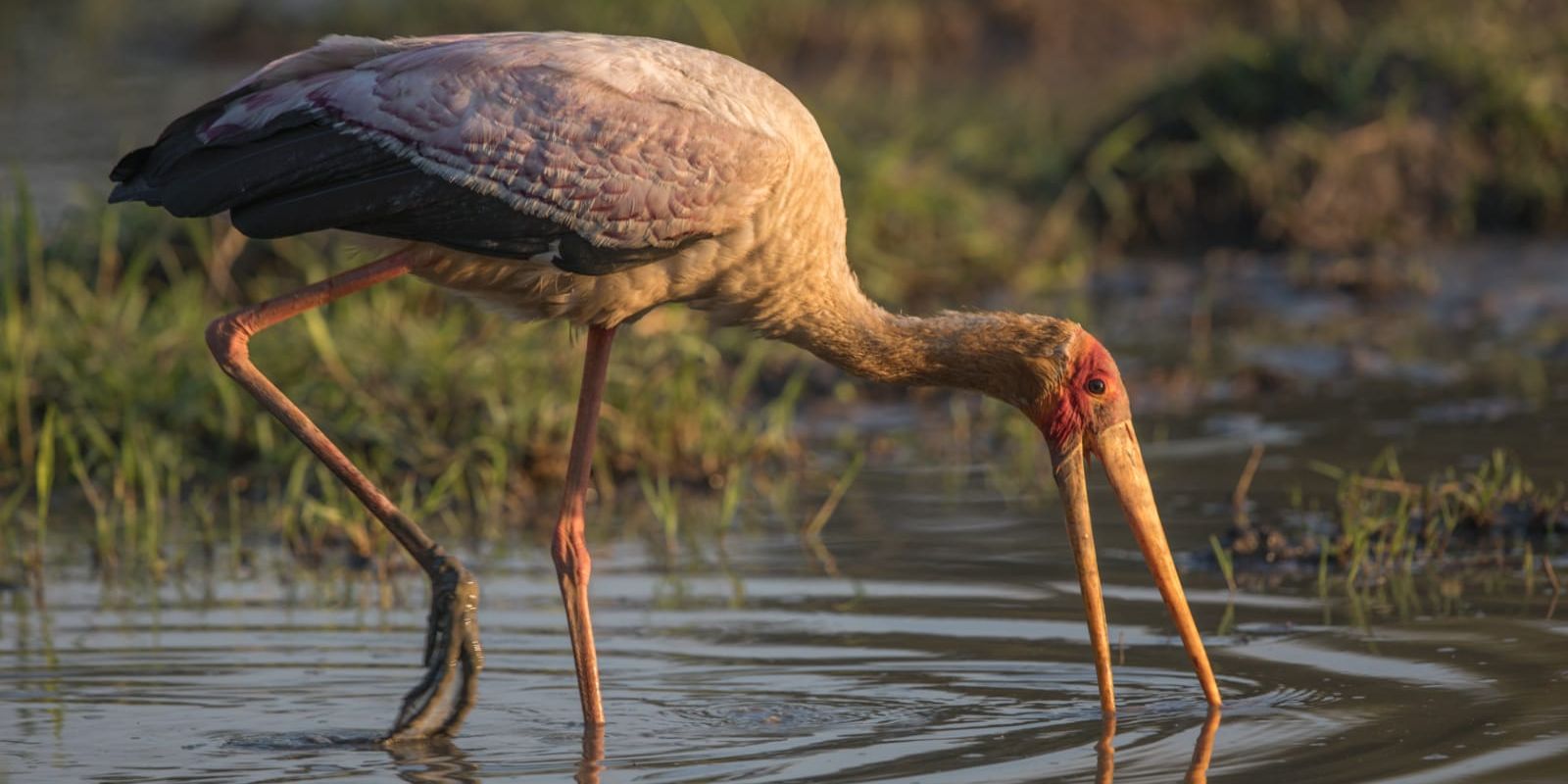 Stork has its bill in the water puddle