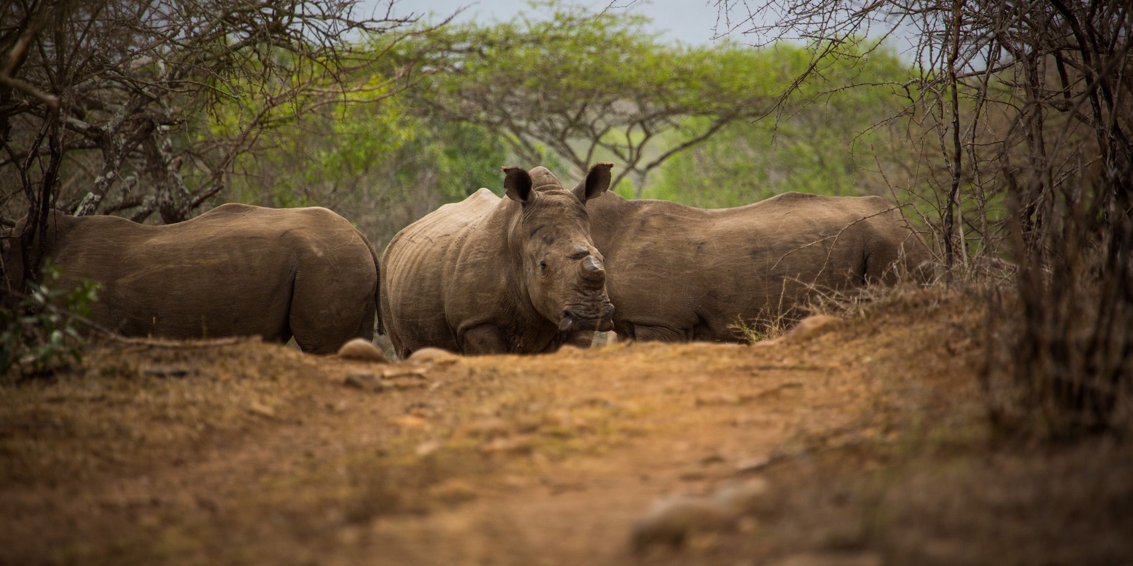 Enthornte Nashoerner stehen auf einer Lichtung im suedafrikanischen Busch