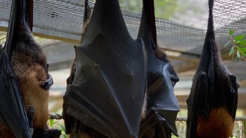 erfahrungsberichte-freiwilligenarbeit-usa-florida-wildlife-patrick-flughund