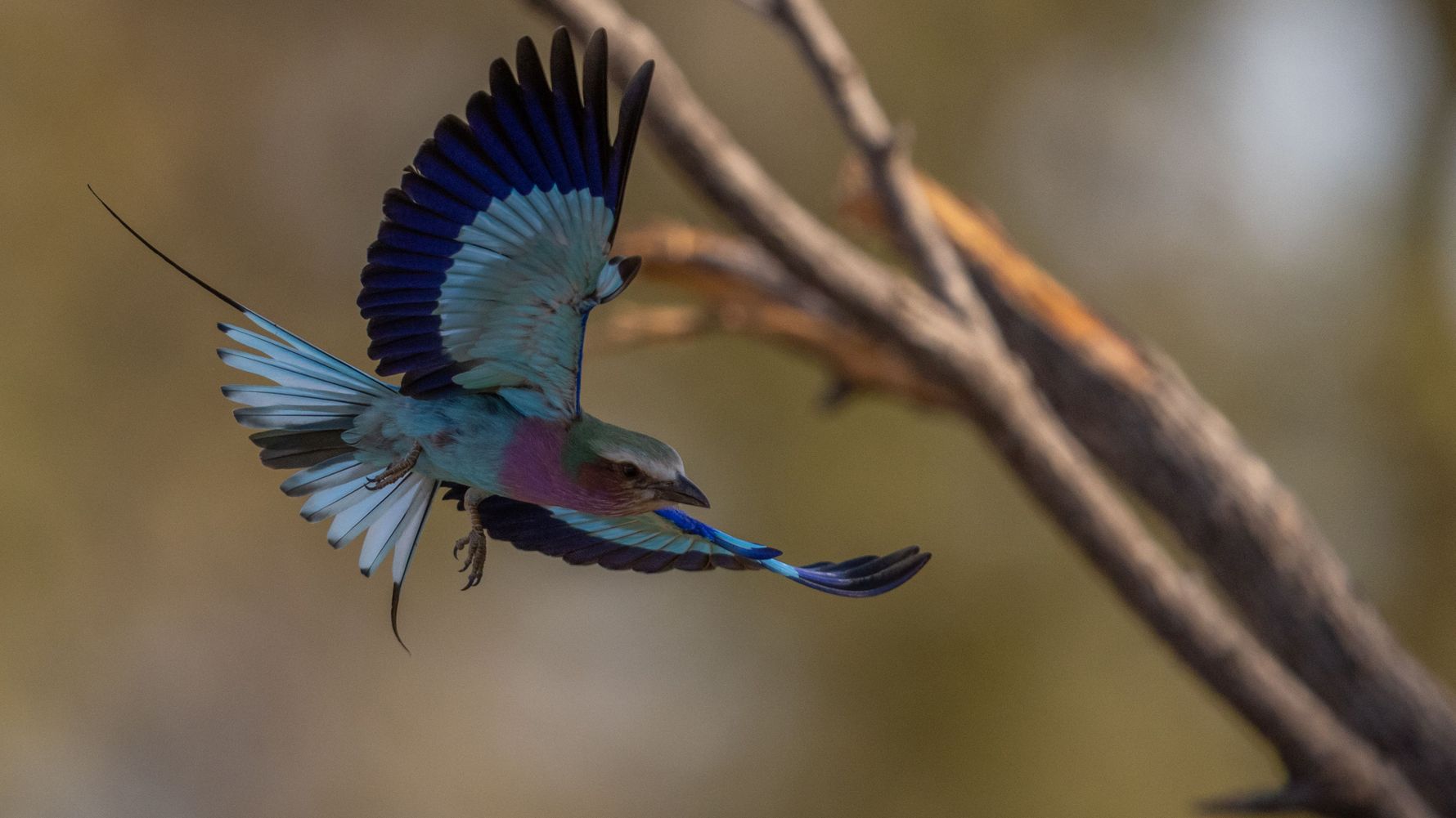 landingpage-familiensafari-suedafrika-lilac-breasted-roller-natucate