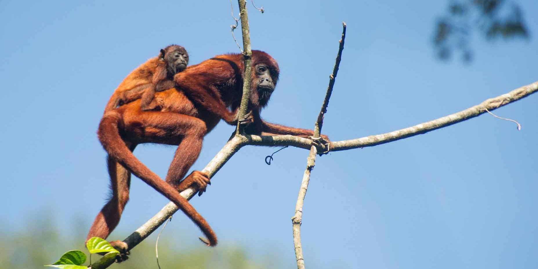 Ein Bruellaffen Weibchen und ihr Junges klettern durch das Geaest des Amazonas