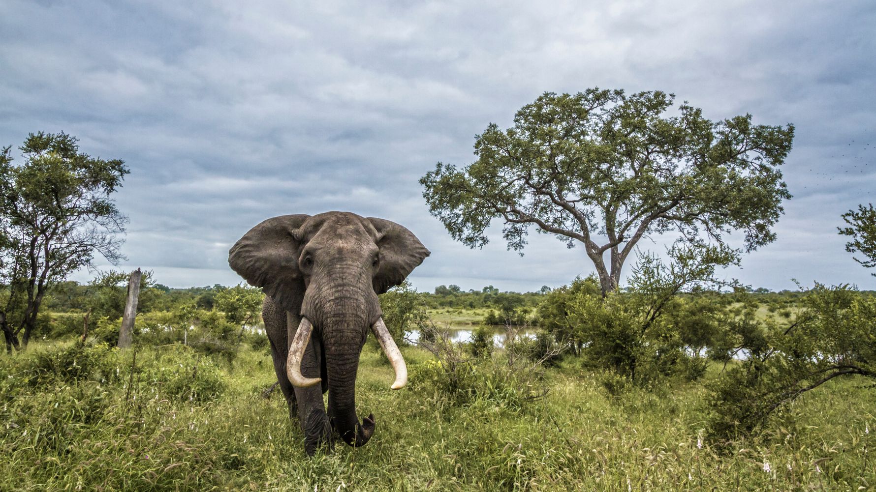 Tierschutz mit Elefanten als Volunteer: Elefant im suedlichen Afrika