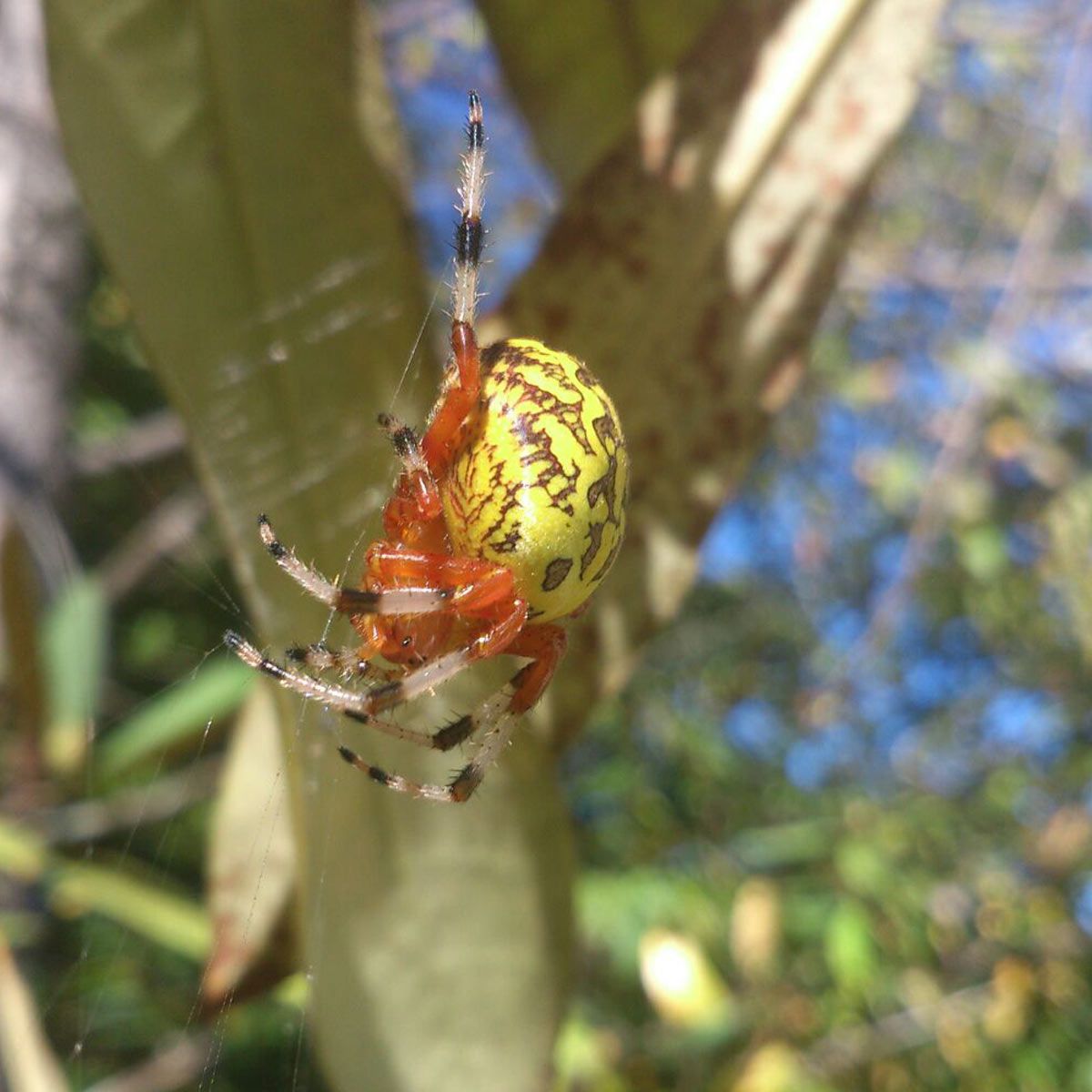 freiwilligenarbeit-usa-north-carolina-erfahrungsbericht-naturschutz-spinne-natucate