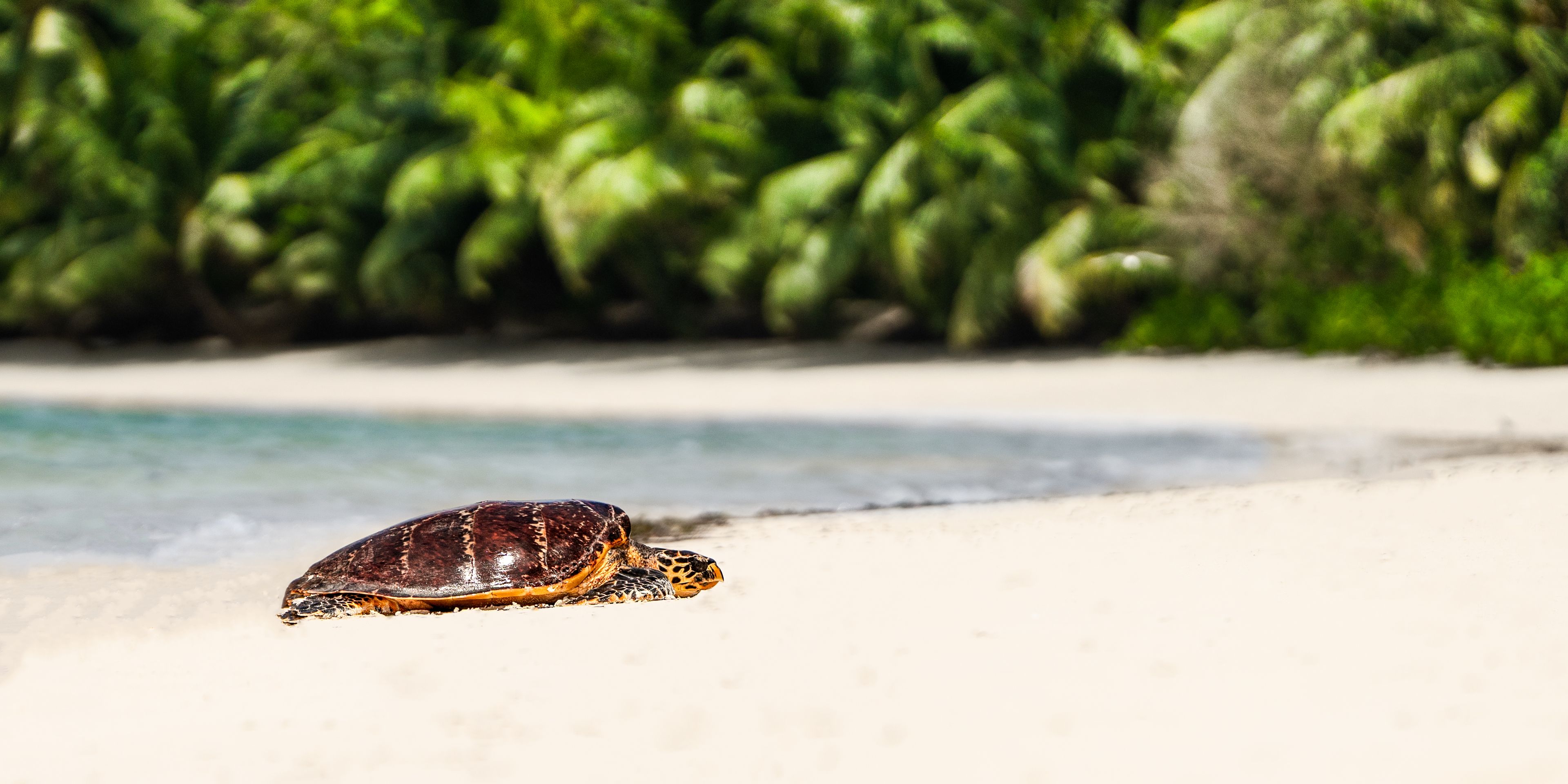 natucate-travel-volunteering-seychelles-platte-island-small-turtle-beach