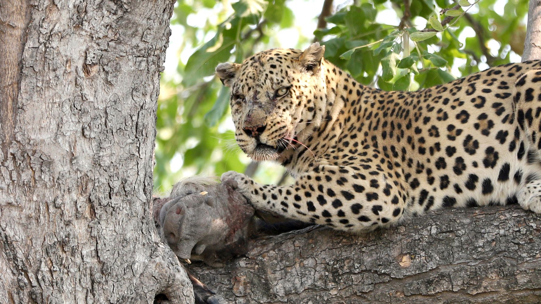 Leopard