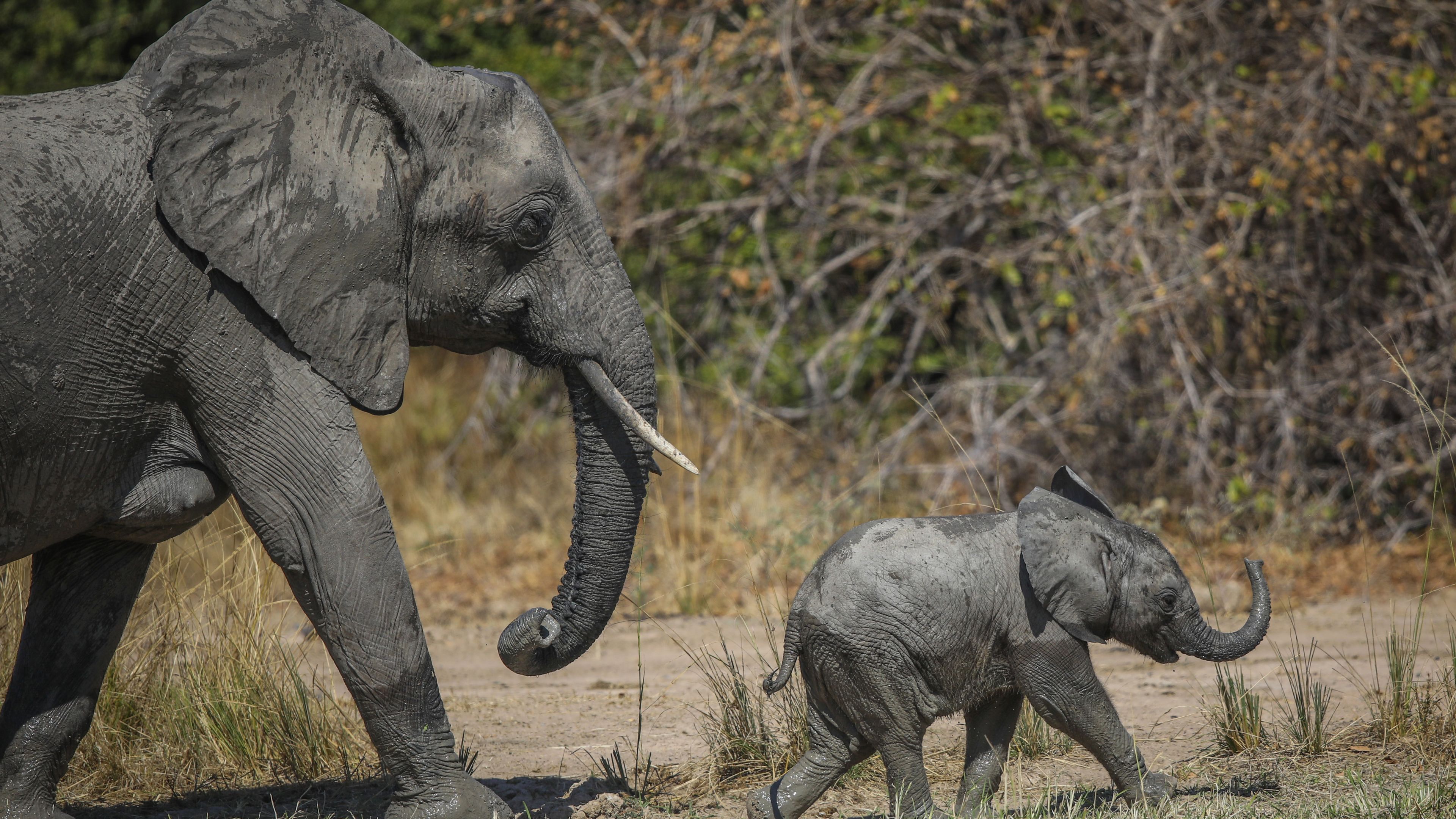 safari-botswana-zu-fuss-durchs-okavango-delta-elefant