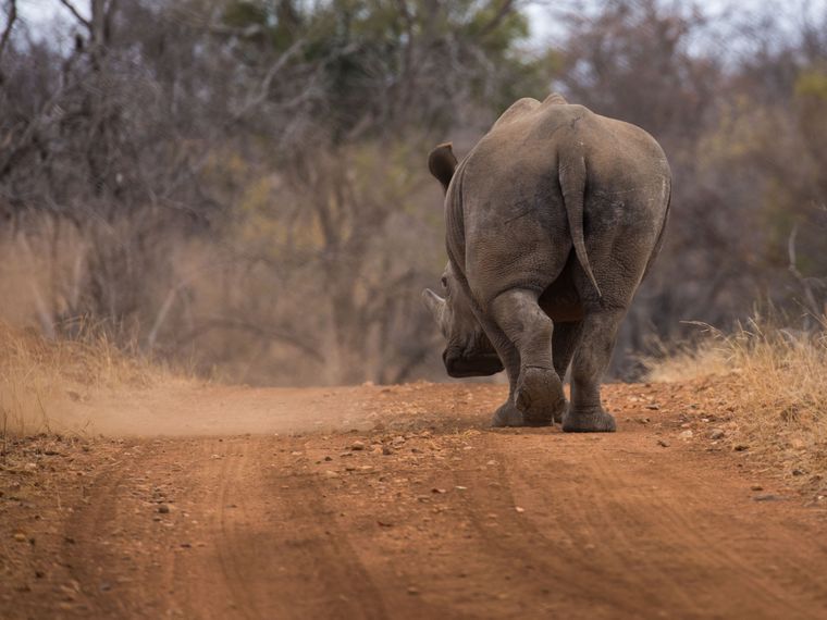 artenschutz-suedafrika-nashorn-blog-natucate