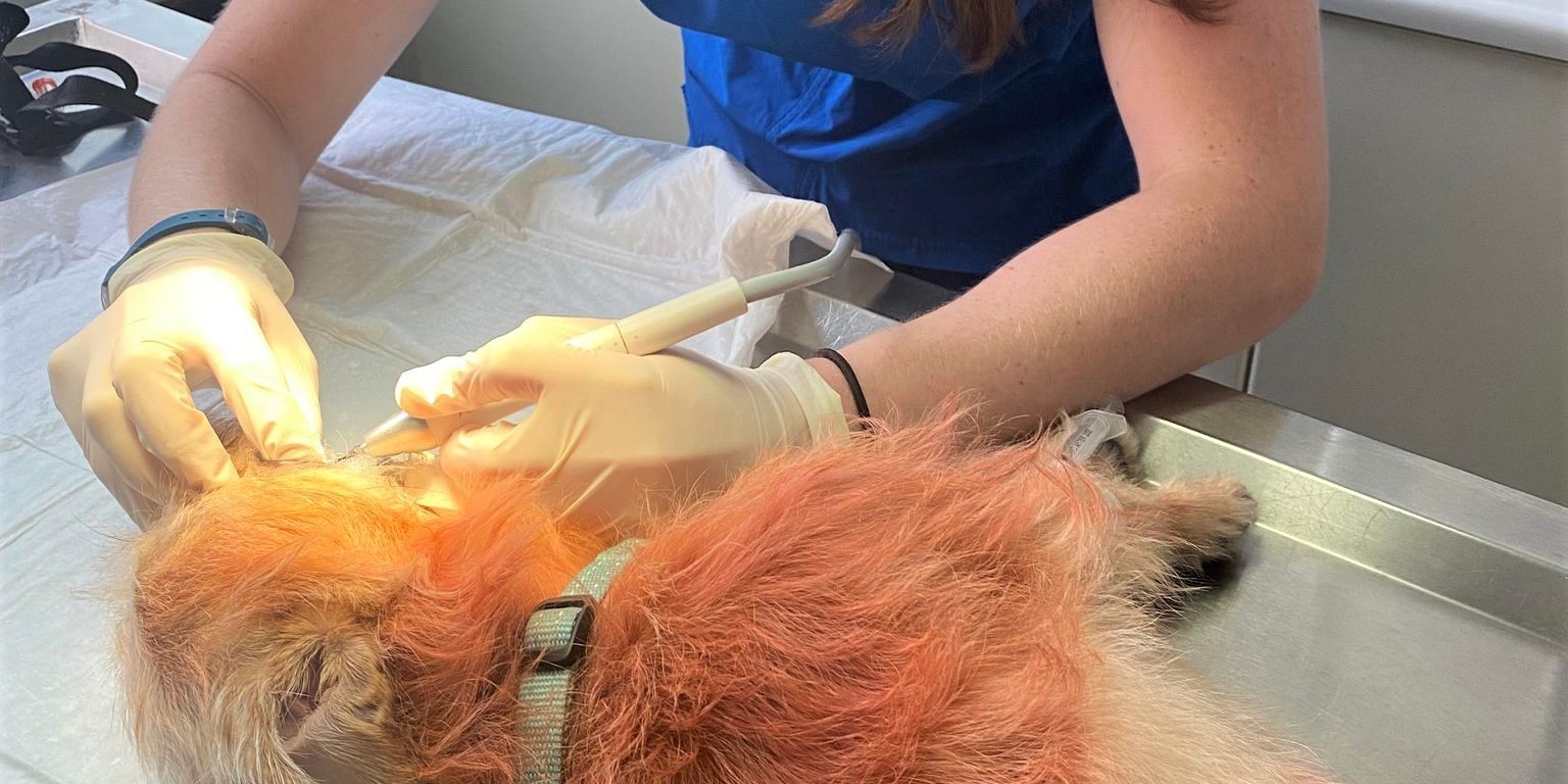 praktikum-griechenland-katzen-tiermedizin-hunde-training