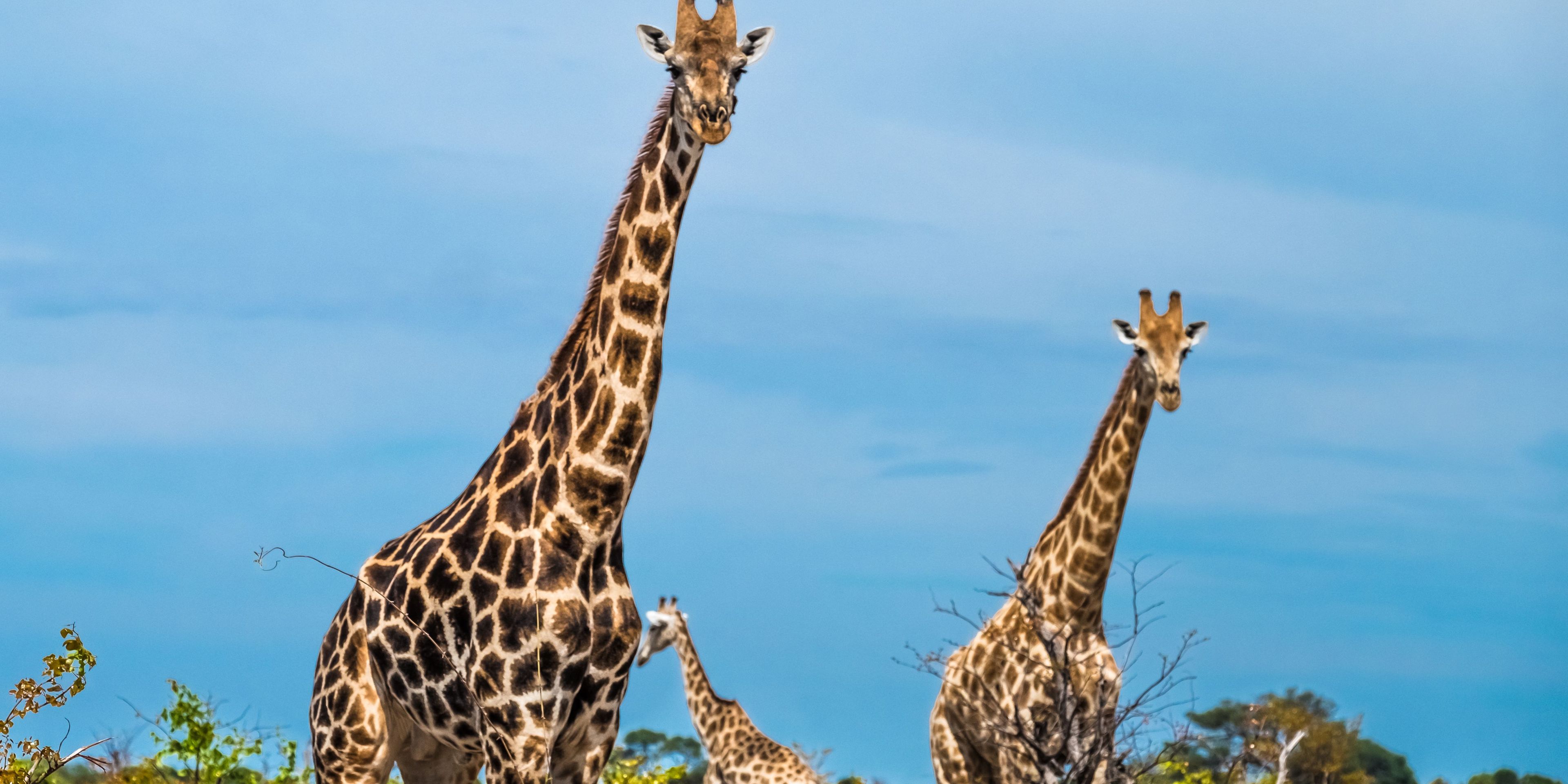 safari-botswana-bliss-deluxe-chobe-giraffes