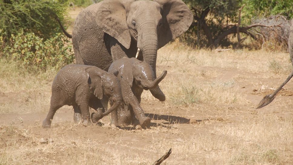 erfahrungsberichte-suedliches-afrika-fgl1-rangerausbildung-junge-elefanten-natucate