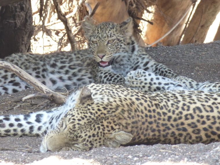 erfahrungsbericht-suedliches-afrika-kundenfotos-sabbatjahr-fgl1-leoparden-natucate