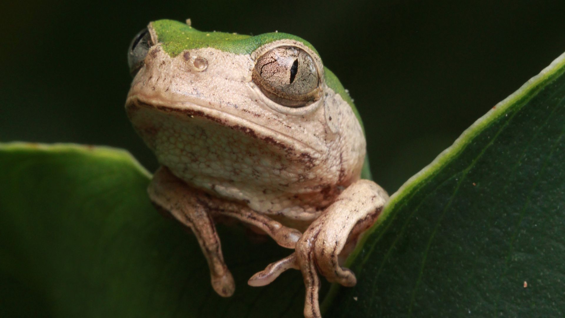 Ein Frosch sitzt zwischen den Blaettern des peruanischen Regenwaldes