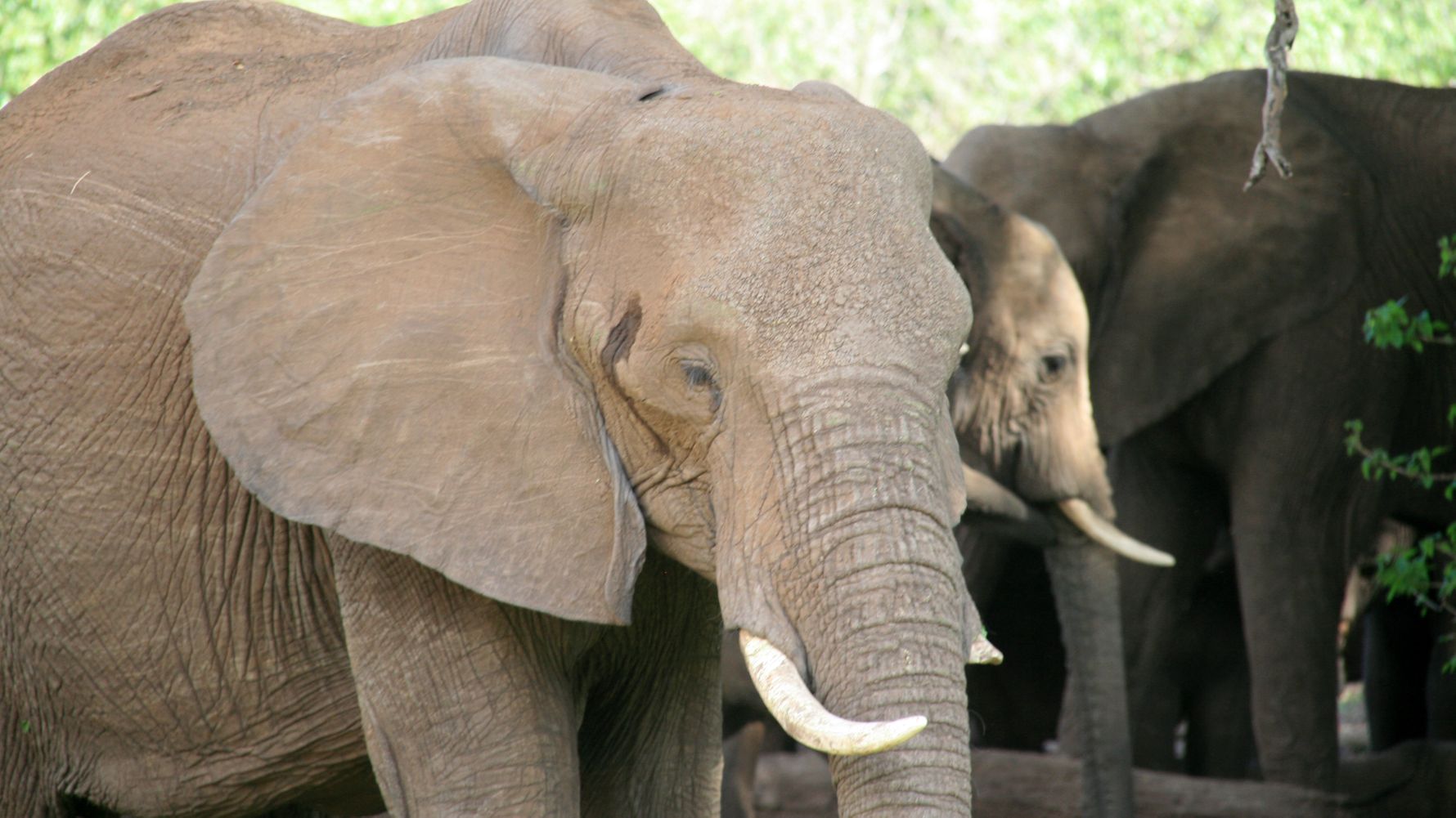 Volunteering South Africa: Elephant and his herd in South Africa