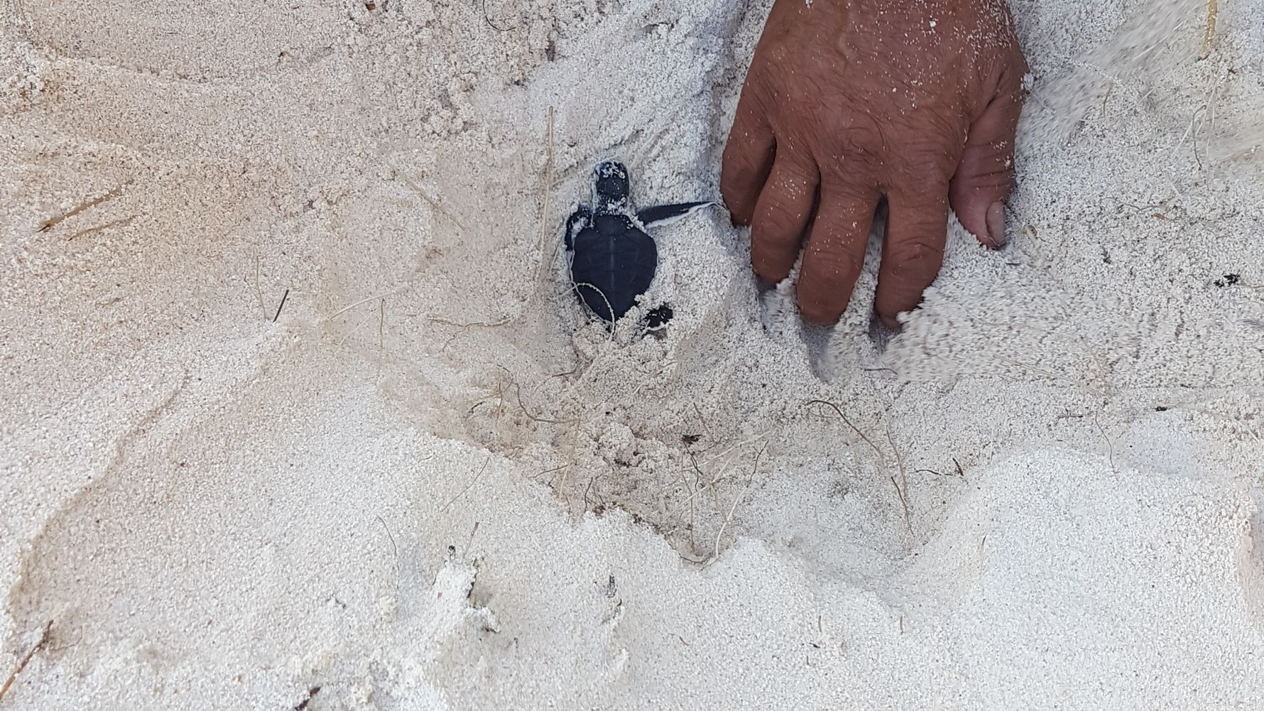 erfahrungsberichte-freiwilligenarbeit-seychellen-north-island-artenschutz-julia-kleine-schildkroete-natucate