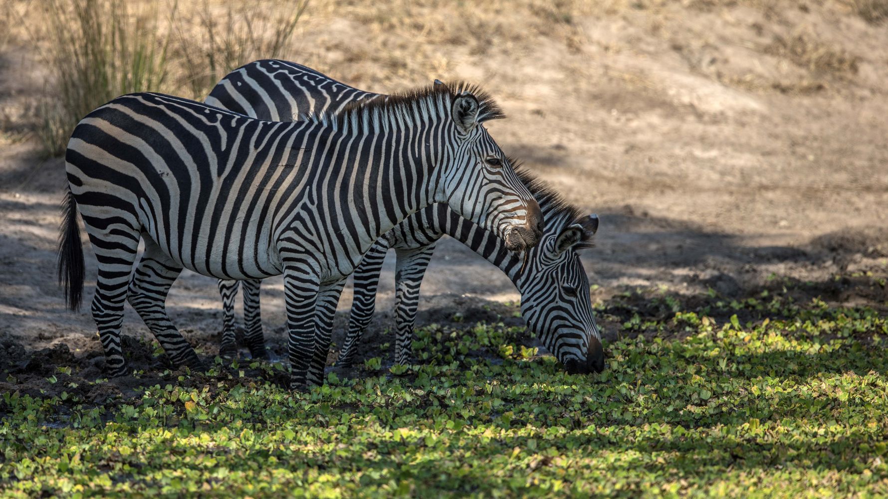 blog-ratgeber-safari-sambia-fuenf-gruende-zebras-natucate