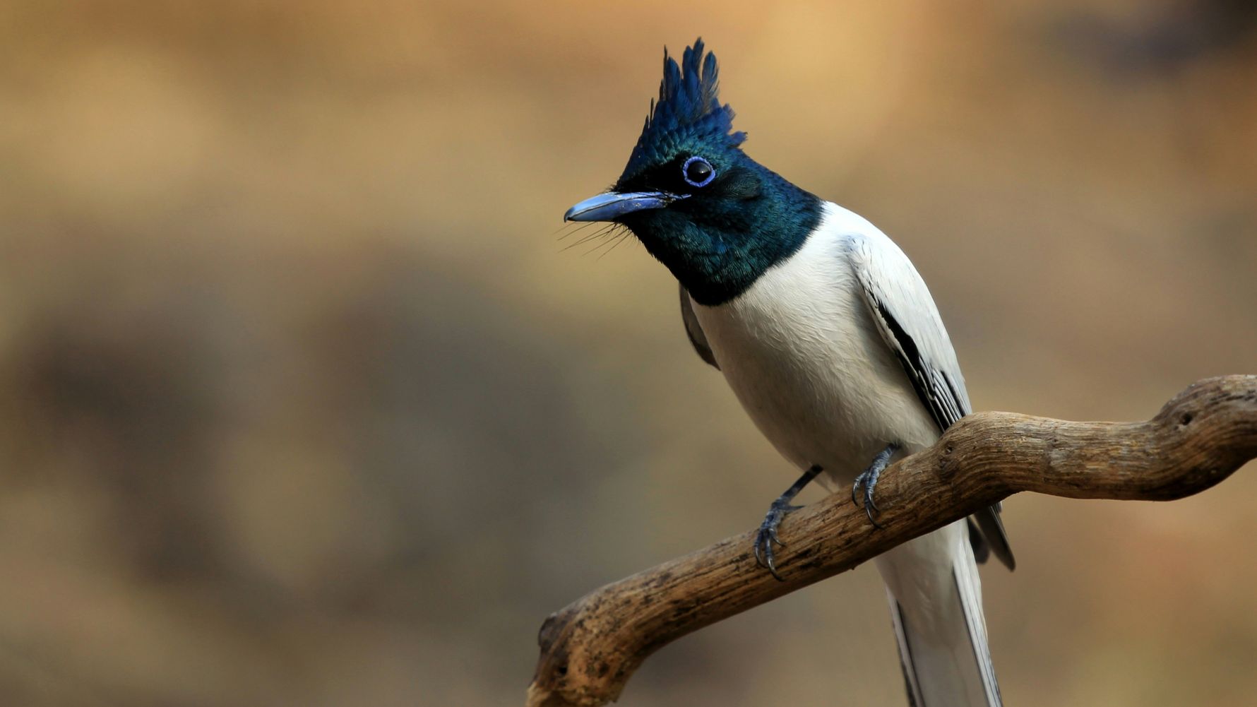 natucate-blog-nepal-bird-watching-himalaya-paradise-flycatcher