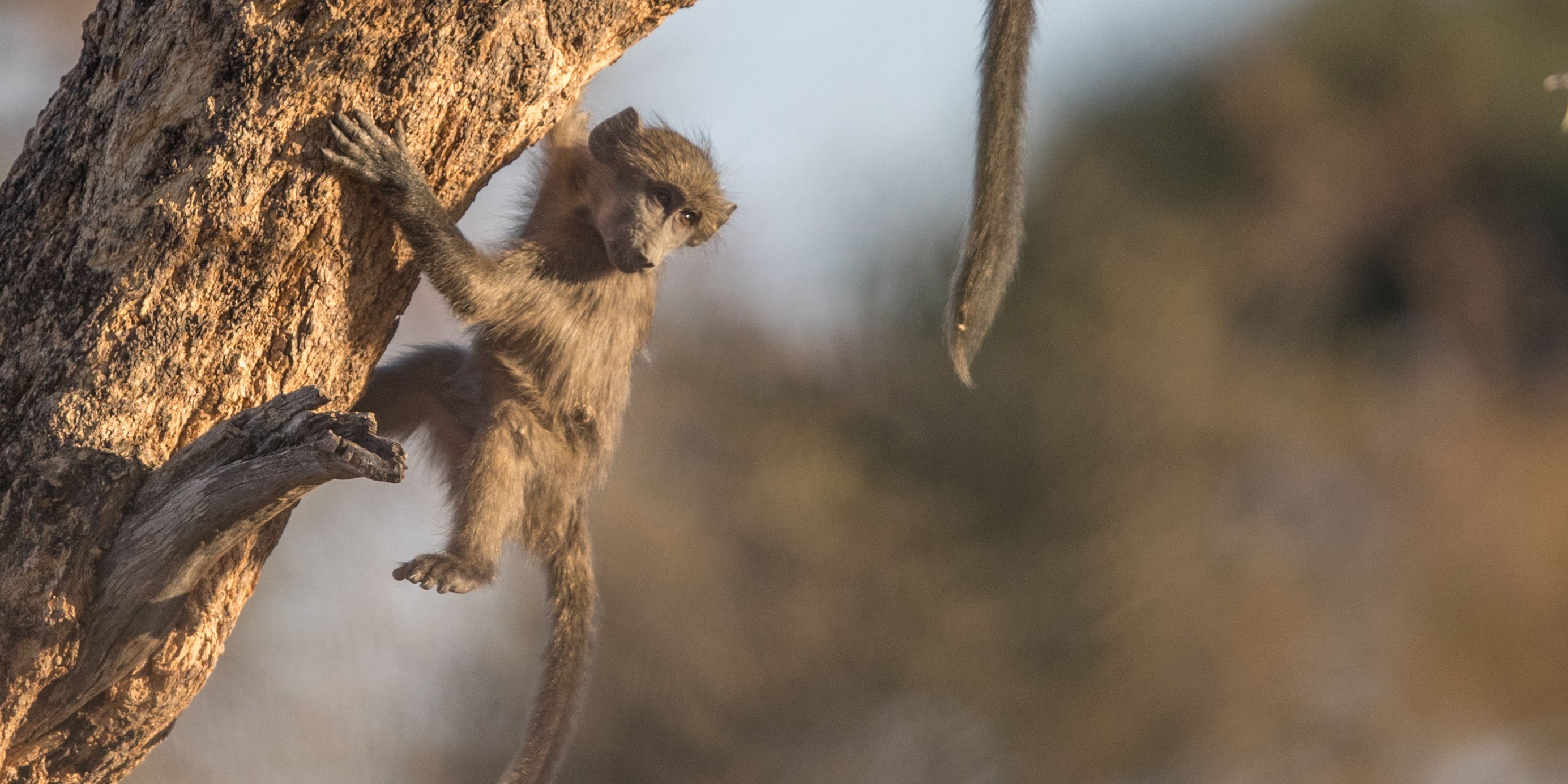 safari-botswana-zu-fuss-durchs-okavango-delta-baboon