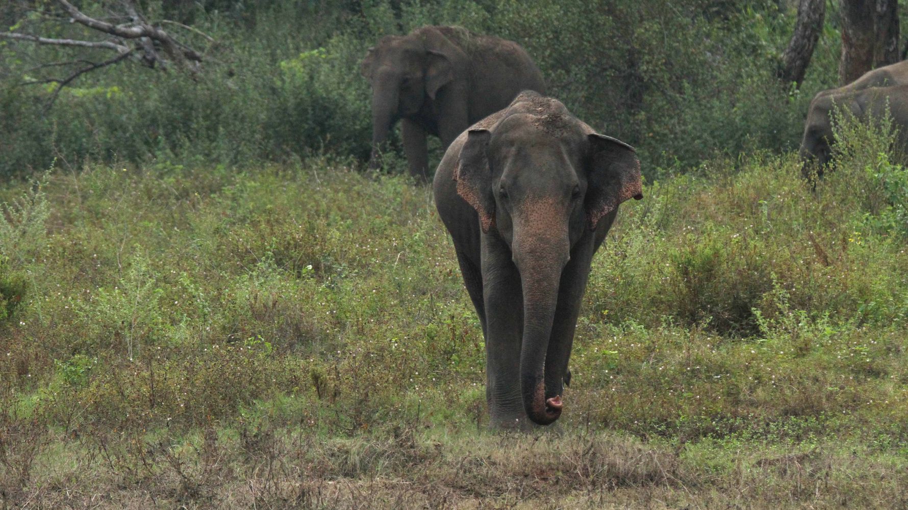 Freiwilligenarbeit Sri Lanka: Asiatischer Elefant im Wasgamuwa Nationalpark
