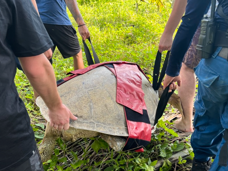 erfahrungsberichte_freiwilligendienst_costa-rica-julia-turtle_help