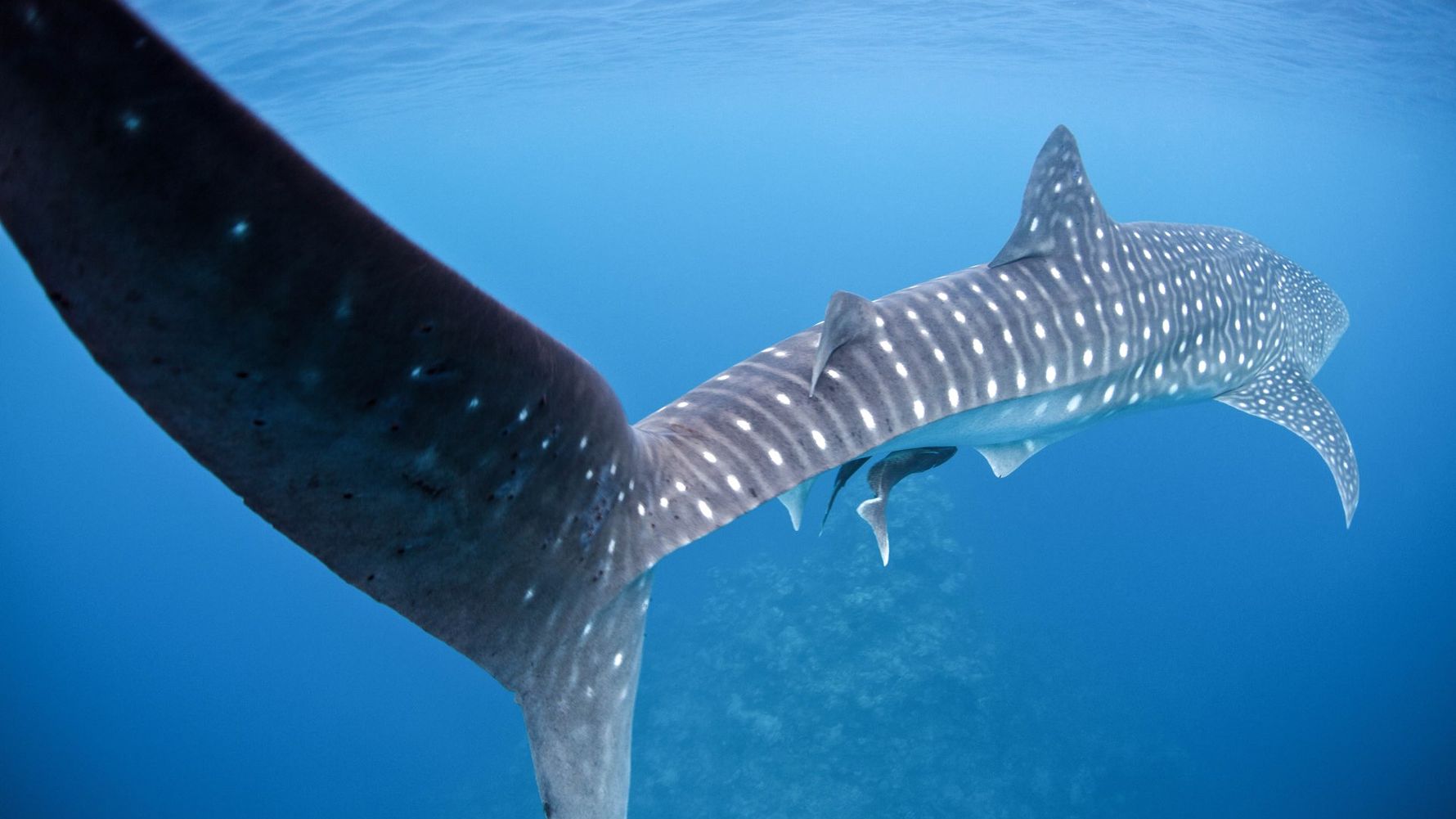 Natucate Blog – Whale Sharks ⋅ Natucate