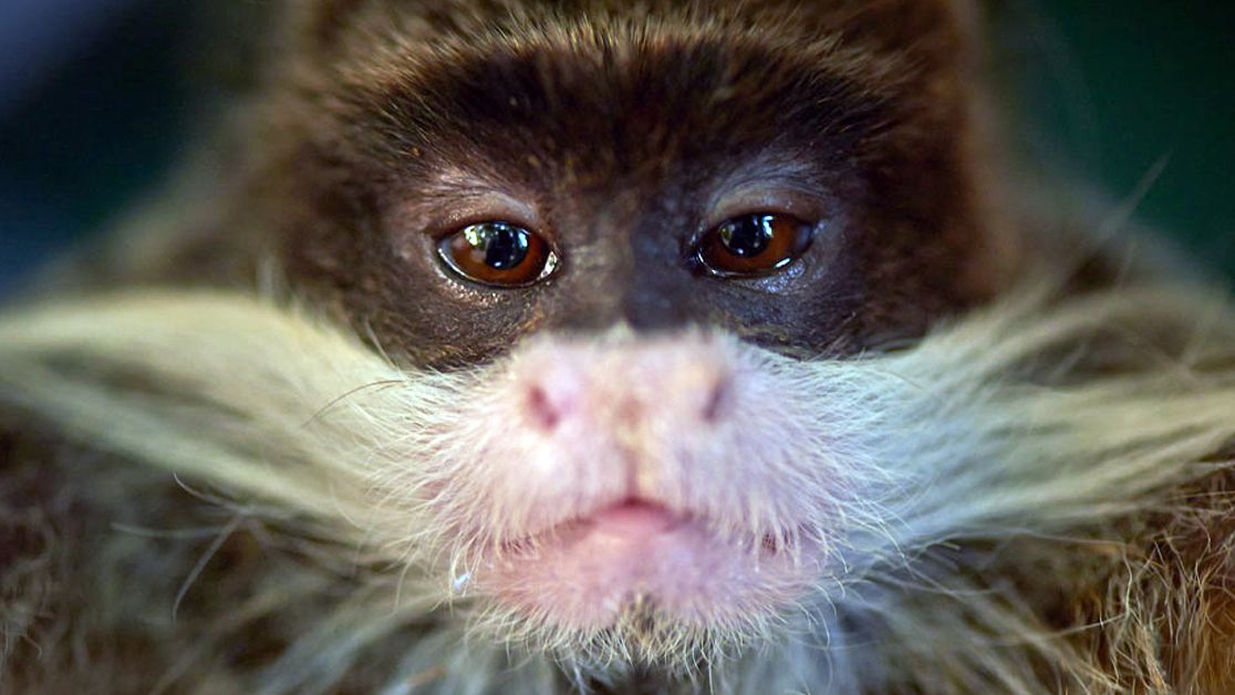 Nahaufnahme eines Primaten aus Peru waehrend eines Natur- und Rangerkurses