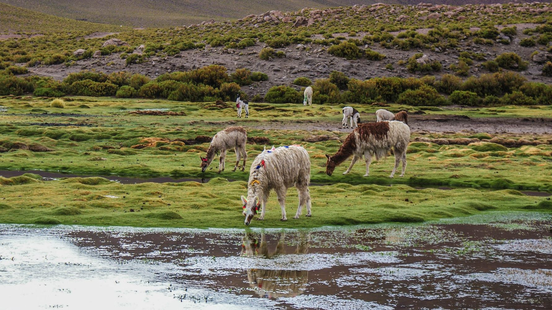 blog-ratgeber-reisetipps-und-wissenswertes-lea-alpaka-lama-natucate