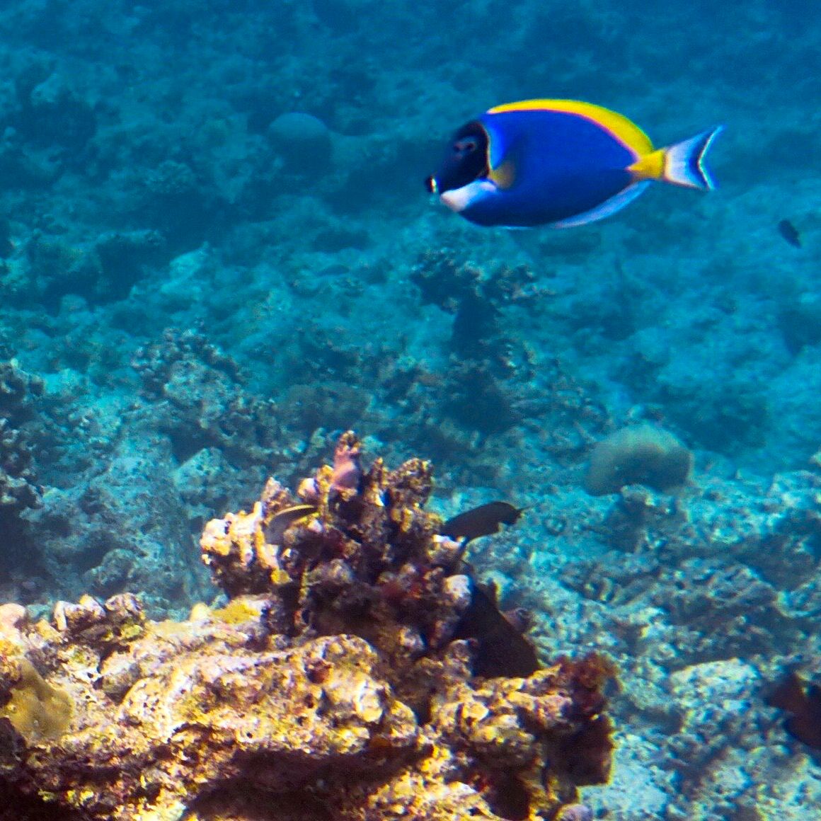 erfahrungsbericht-freiwilligenarbeit-malediven-walhaischutz-fisch-annekathrin-natucate