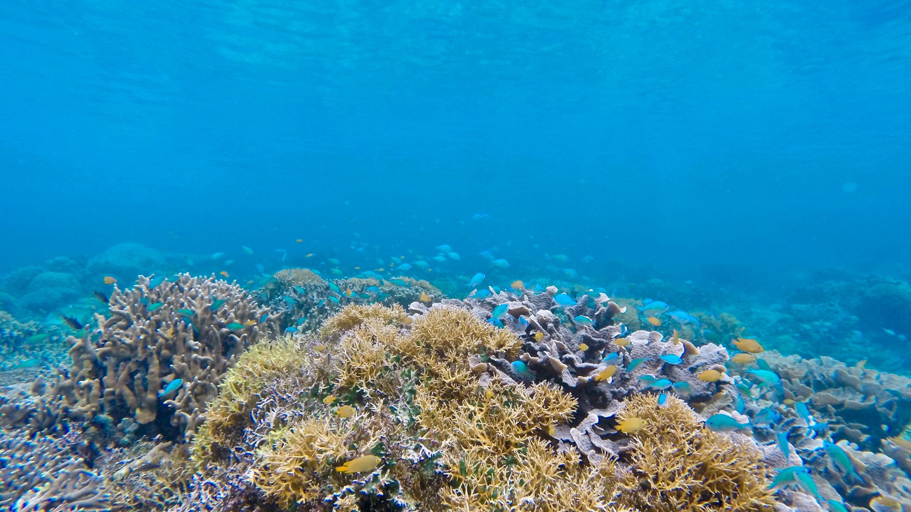 Korallenriff vor der Kueste der Philippinen