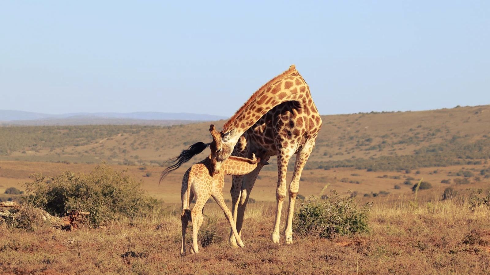blog-ratgeber-suedafrika-ostkap-giraffen-natucate
