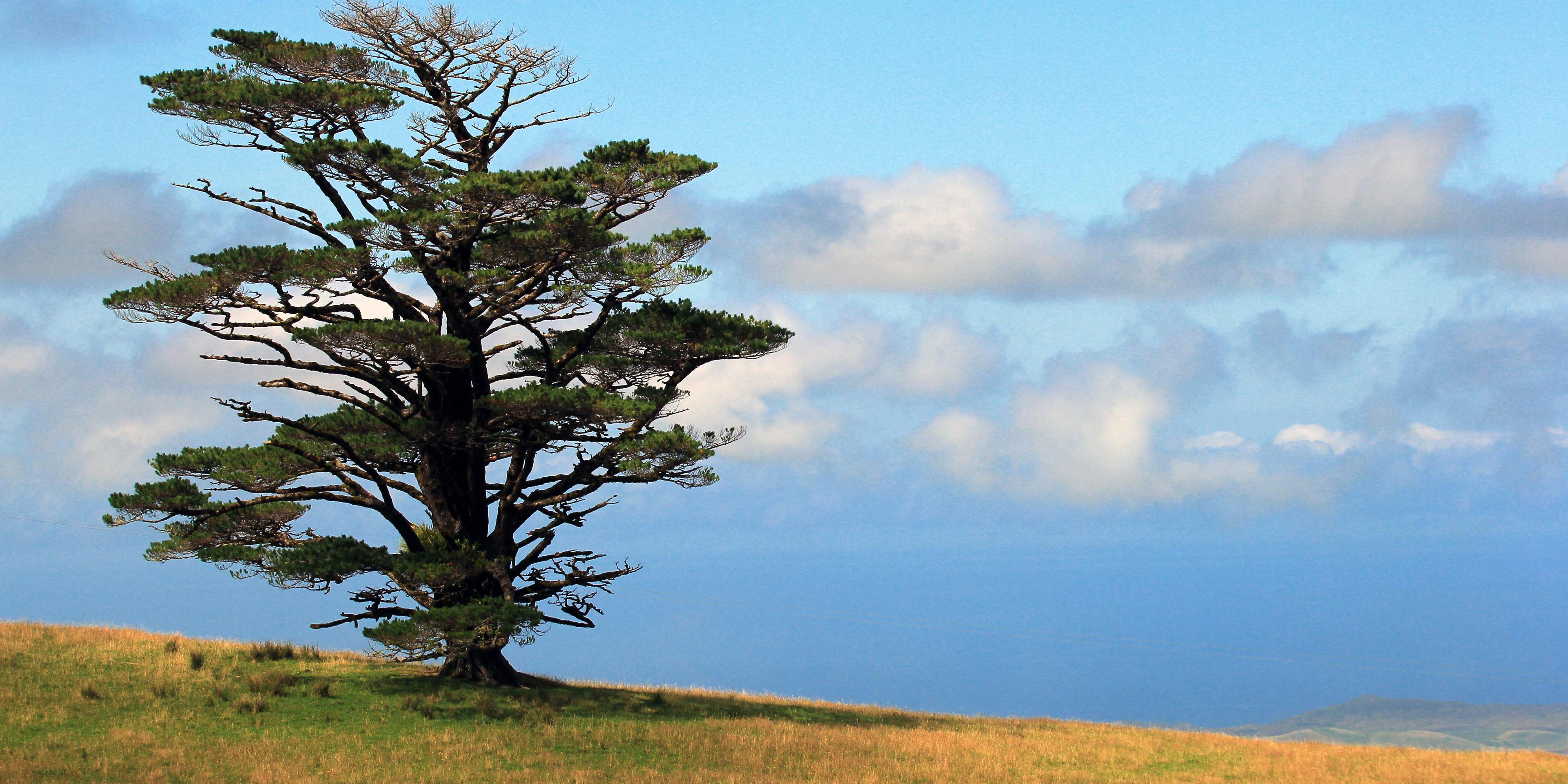 Ein maechtiger Baum steht inmitten einer weitlaeufigen Graslandschaft an Neuseelands Kauri Kueste