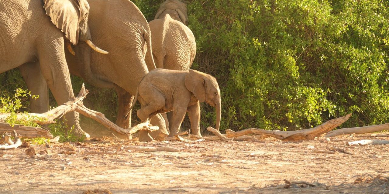Ein junges Elefantenkalb zusammen mit einem Teil seiner Herde in Namibias Damaraland