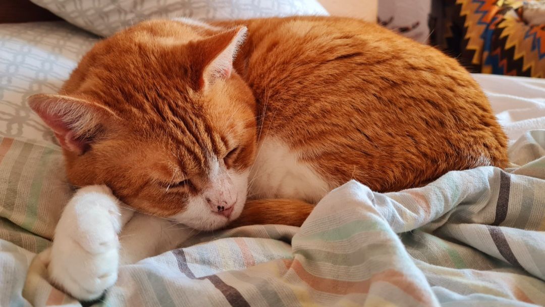 freiwilligenarbeit-griechenland-tierschutz-elli-8