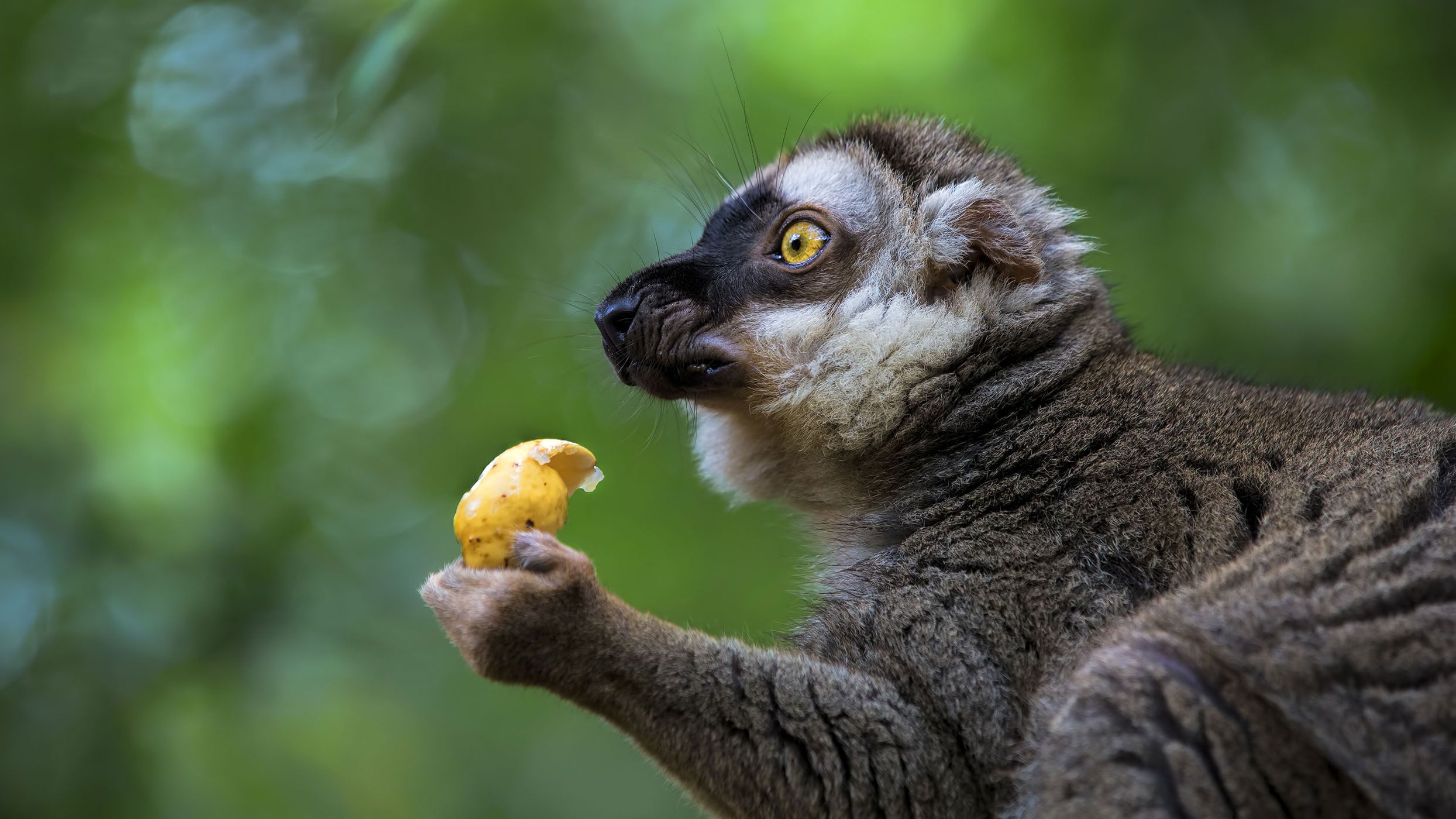 Species conservation volunteering: A feeding lemur in Madagascar