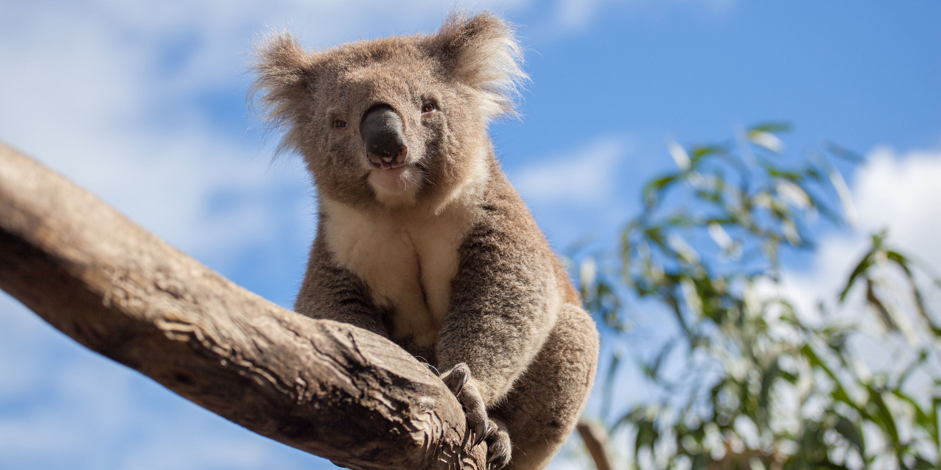 naturreise-koalaschutz-australien-schlafender-koala-baum-natucate