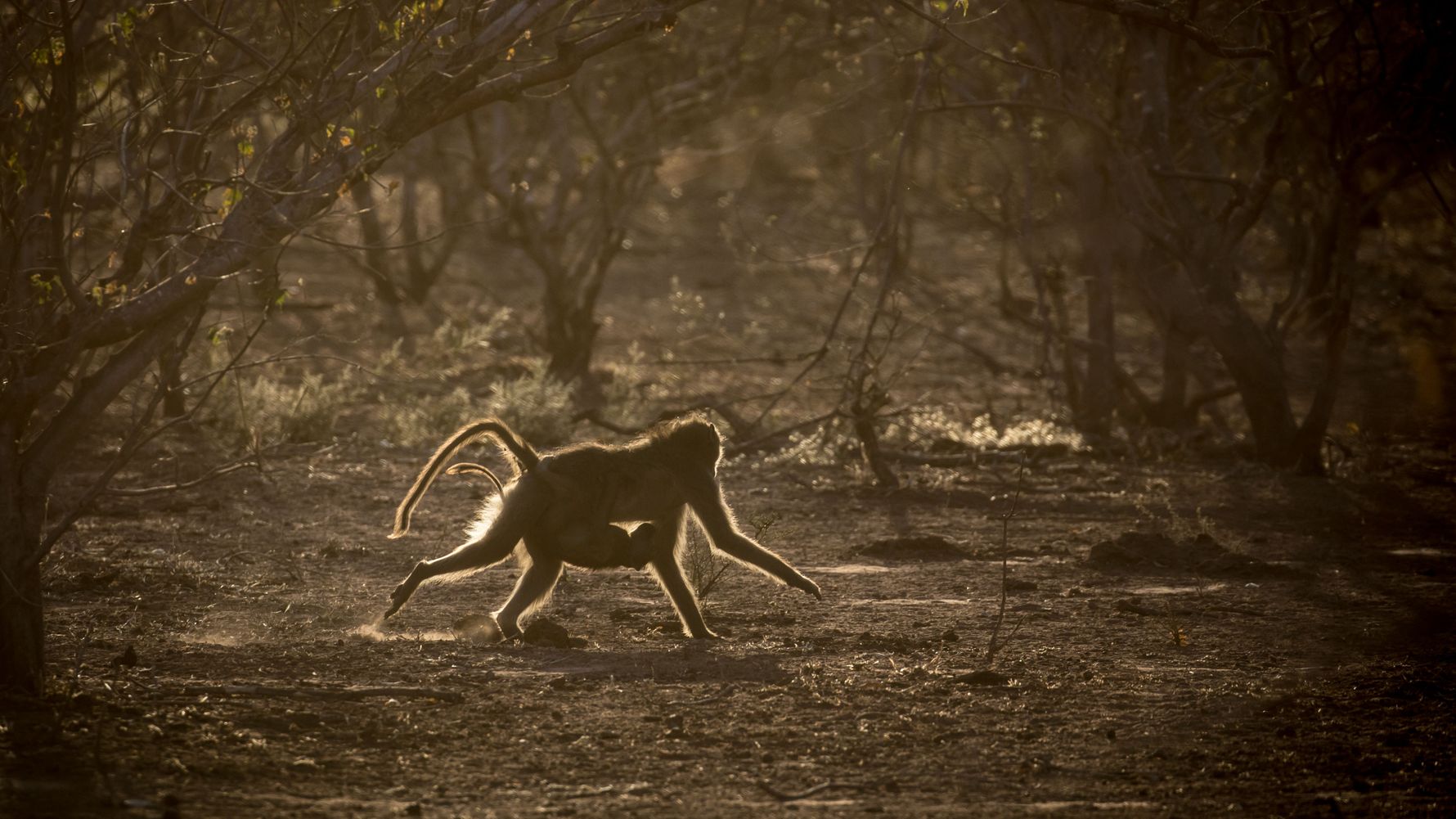 Safari-Reise Ostafrika: Pavianweibchen mit Jungtier laeuft durch die abendliche Savanne Tansanias
