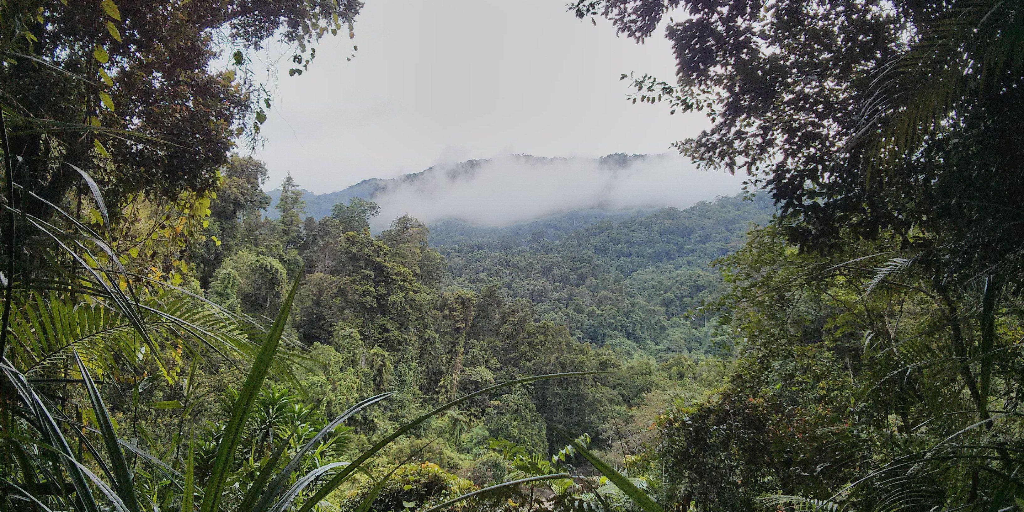 freiwilligenarbeit-australien-naturschutz-ozeanien-regenwald-natucate