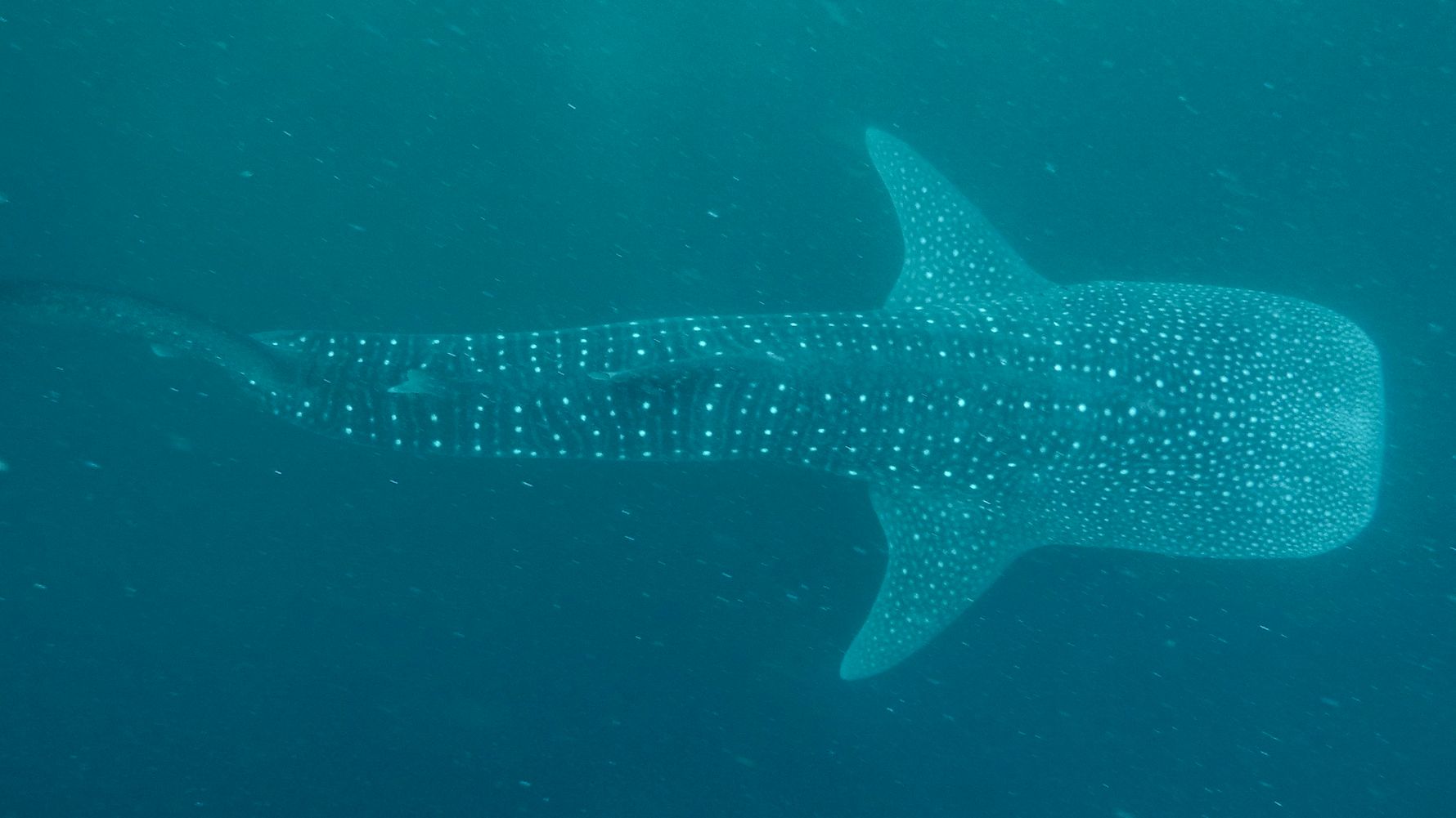 Naturguide: Ein Walhai mit Sicht von oben auf den Ruecken