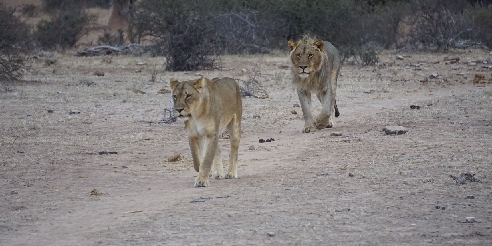 nein-zur-loewenzucht-loewen-blog-natucate