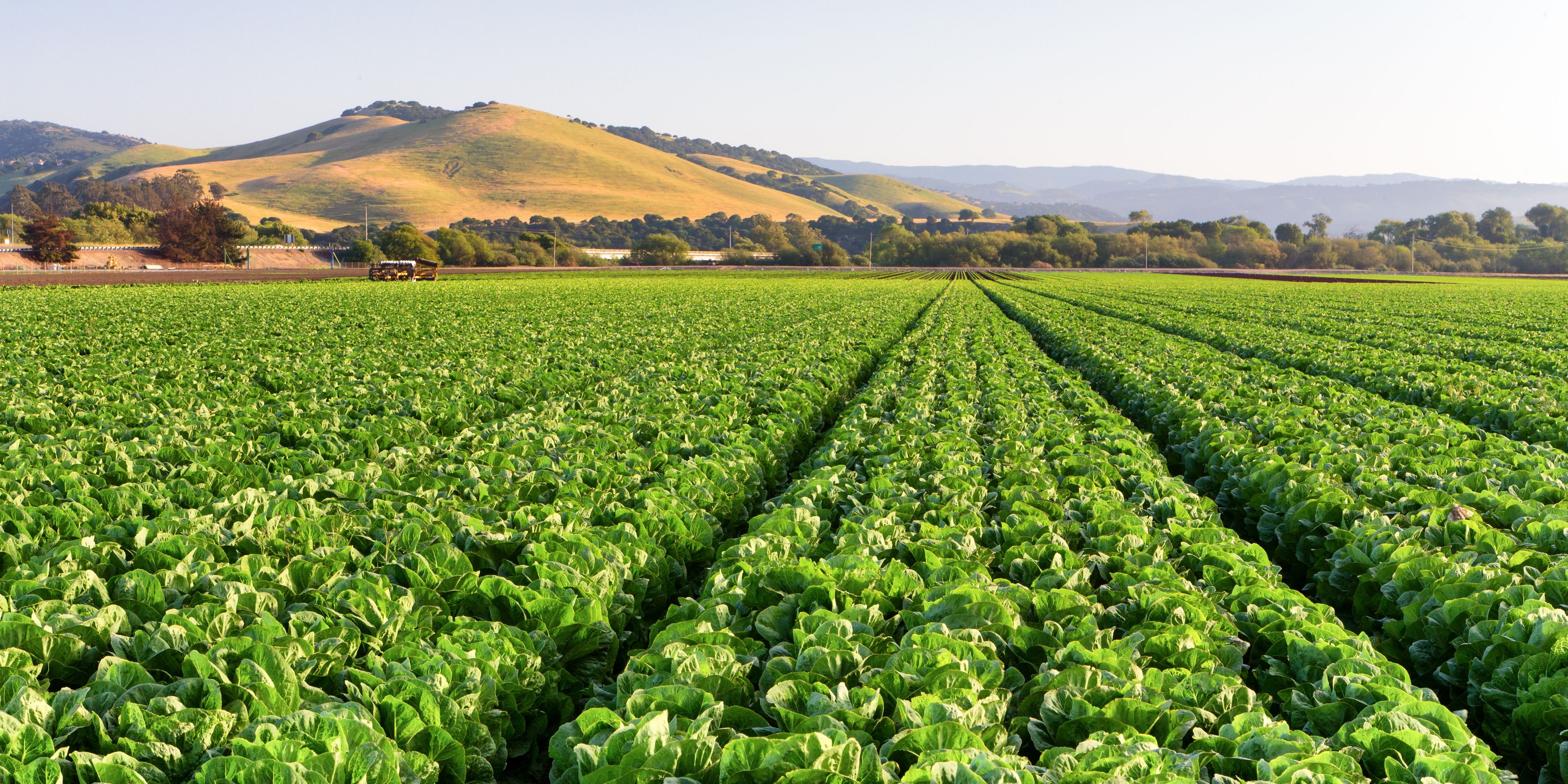 auslandspraktikum-usa-nordamerika-oekologische-landwirtschaft-gemuese-natucate