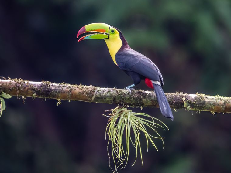 Toucan auf einem Ast