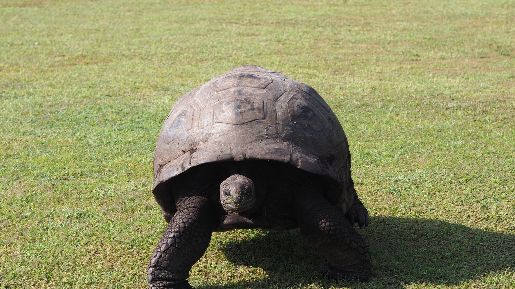 erfahrungsberichte-freiwilligenarbeit-seychellen-north-island-artenschutz-petra-lina-landschildkroete-natucate