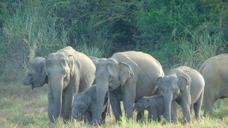 freiwilligenarbeit-erfahrungsbericht-sri-lanka-elefant-artenschutz-natucate