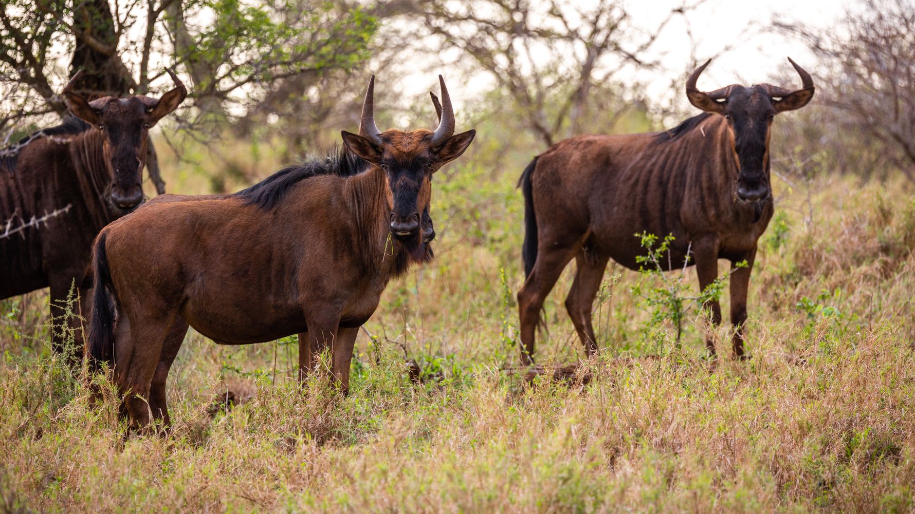 erfahrungsberichte-freiwilligenarbeit-suedafrika-fgl1-martina-wildbeets-natucate