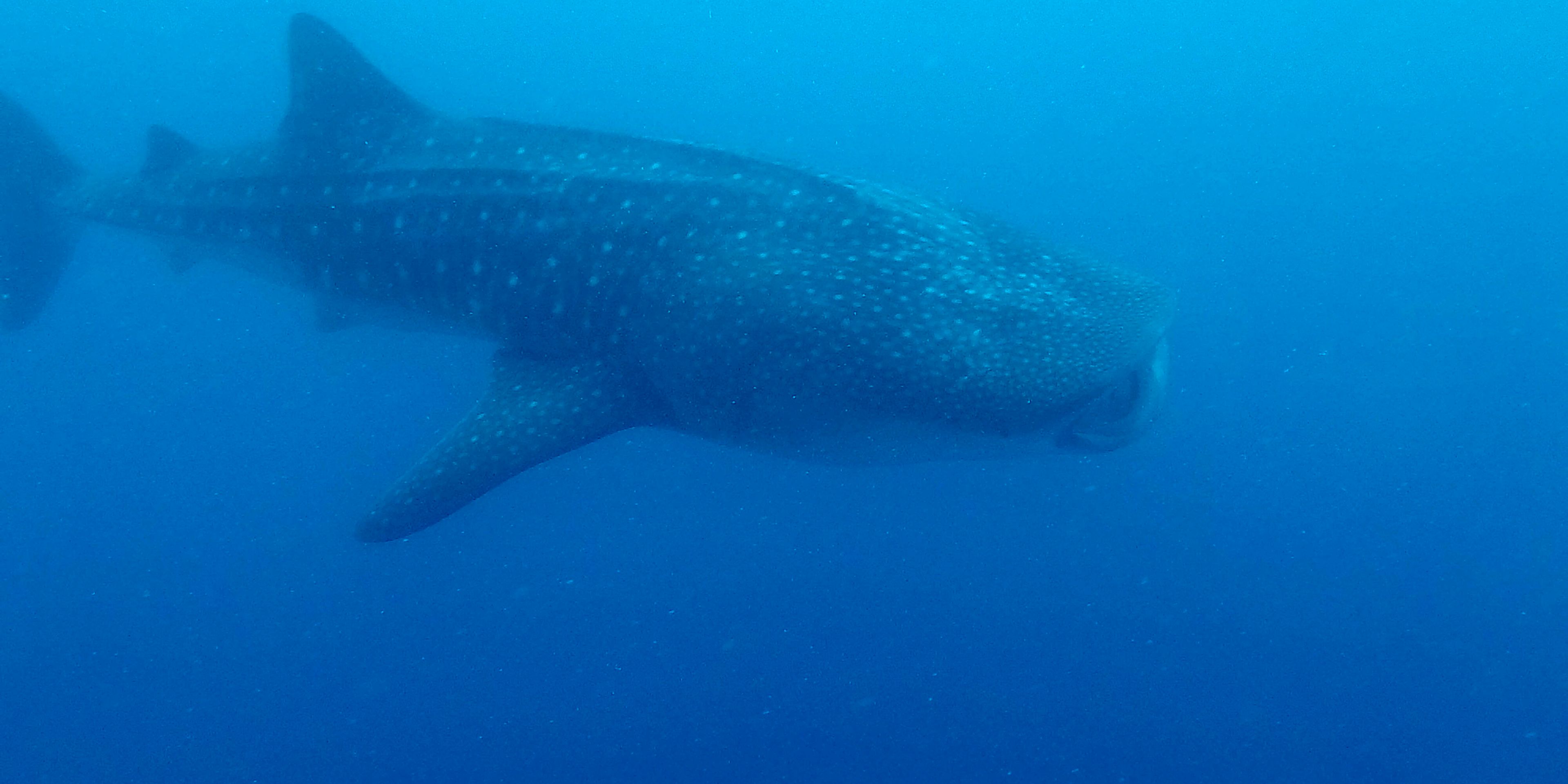Aufnahme eines Walhais, der von einem Forschungsteam in den Gewaessern der Malediven gesichtet wurde