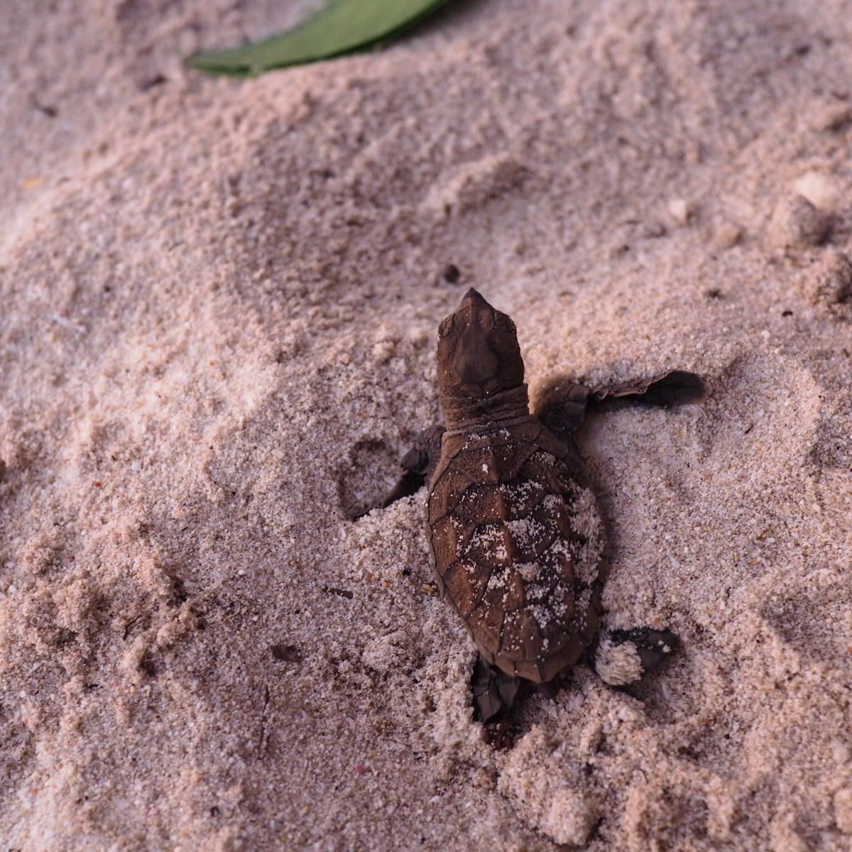 erfahrungsberichte-freiwilligenarbeit-seychellen-north-island-artenschutz-nancy-2-schildkroeten-baby-natucate
