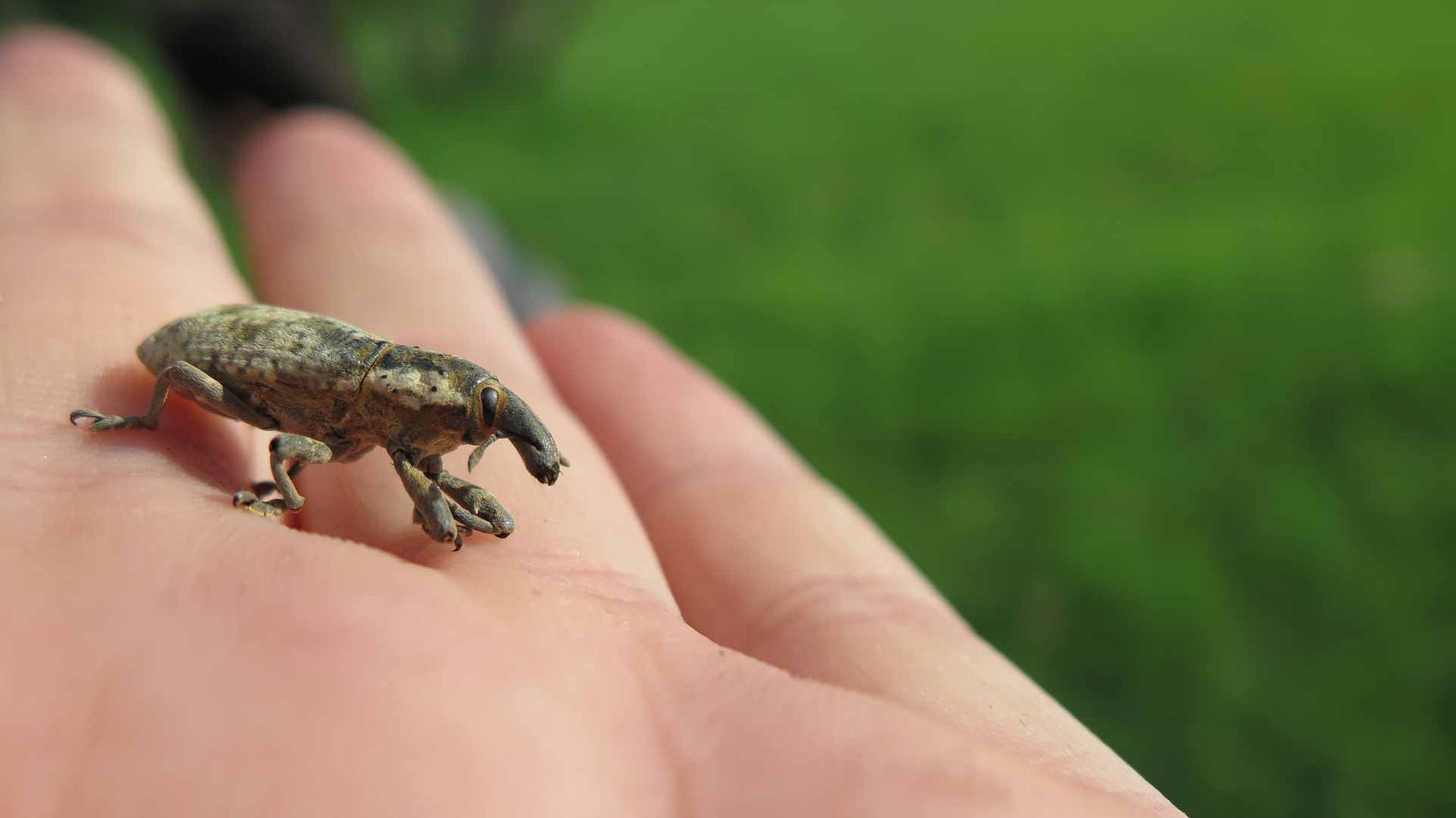 erfahrungsbericht-praktikum-botswana-artenschutz-tier-natucate